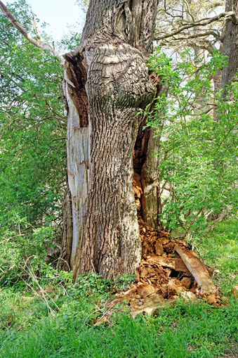 Eiche im Gehege Flehm bei Dobersdorf