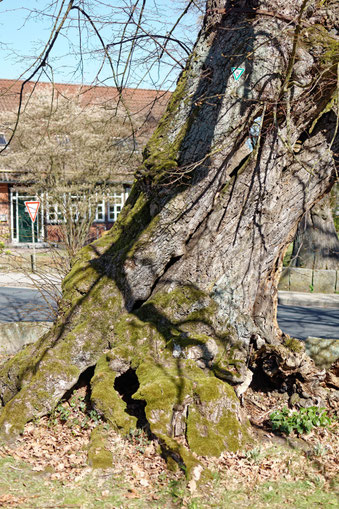 Linde in Jembke