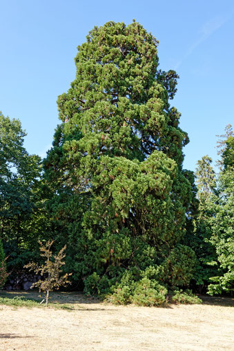 Riesenmammutbaum im Schlosspark Friedrichshof in Kronberg