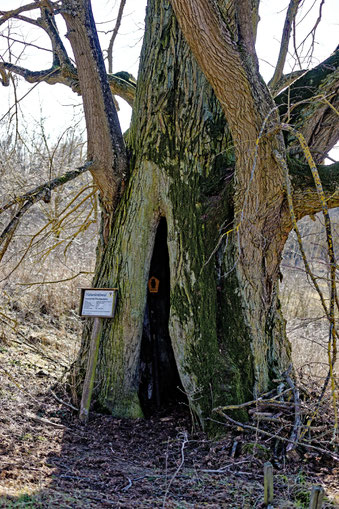 Linde am Jüdischen Friedhof bei Gleicherwiesen