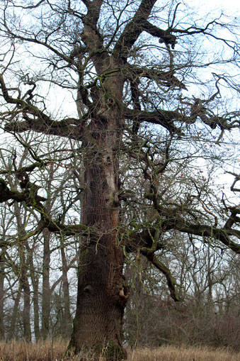 Zweite Eiche der Eichengruppe im Severtin bei Wörlitz