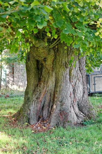 Friedhofslinde in Emmenhausen