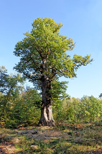 Eiche im Rotwildpark Stuttgart bei Stuttgart