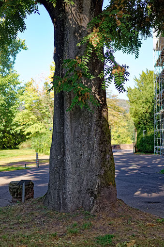 Götterbaum im Abteipark in Mettlach