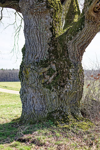 Limeseiche bei Rittern