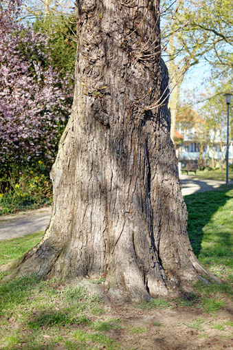 Kastanie in Vorsfelde