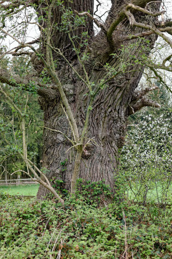 Eiche bei Friedrichshof
