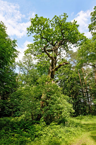 Sehlsdorf, Hundeeiche (BHU: 6,45 m)