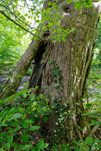 Kaakeiche im Schlosspark Wolfsburg