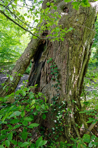 Kaakeiche im Schlosspark Wolfsburg