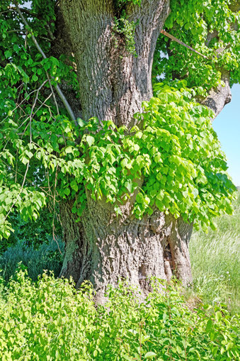 Linde bei Merklingen