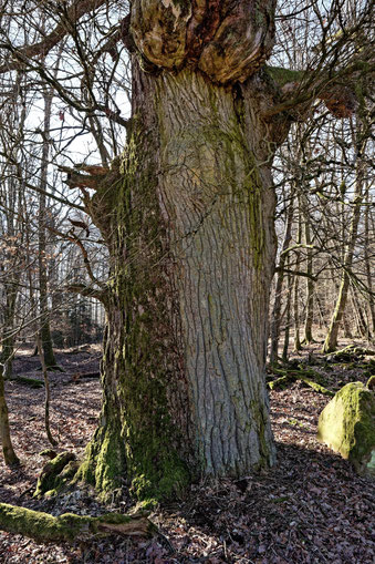 Eiche im Büdinger Wald