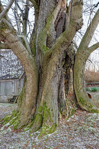 Linde in Sorgau
