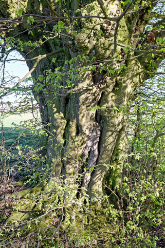 Hainbuche bei Eilvese