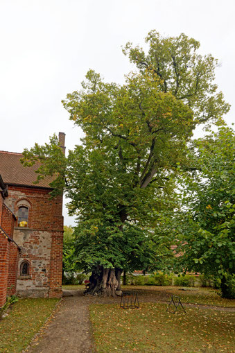 Gerichtslinde in Wesenberg