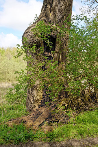 Eiche im Gehege Flehm bei Dobersdorf