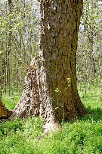 Bergahorn bei Gut Knoop