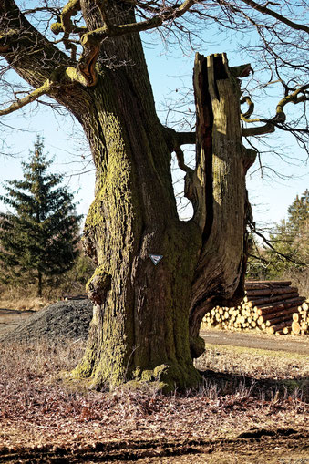 Ellbogenbaum bei Waldensberg