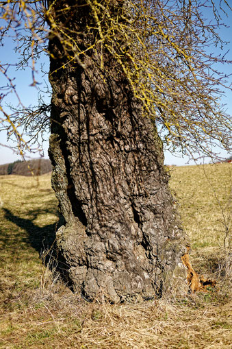 1. Birne bei Stetten