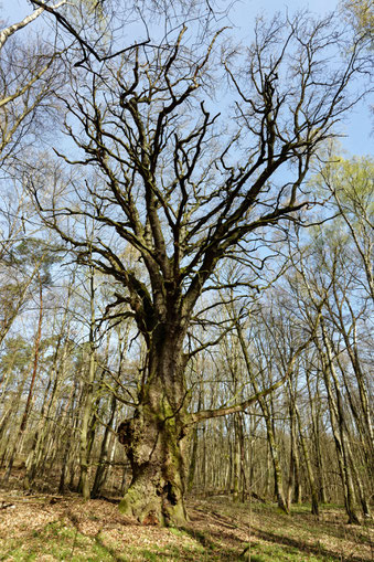 Ludorf (BHU: 6,47 m)