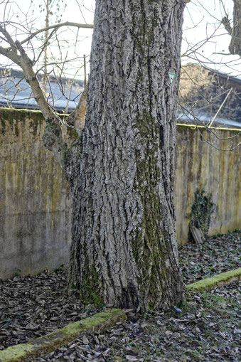Walnuss in Niederau