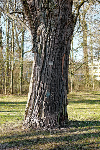 Silberpappel im Schlosspark Werneck in Werneck