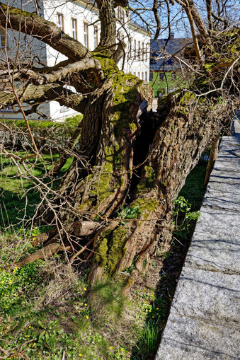 Weißer Maulbeerbaum in Elstra