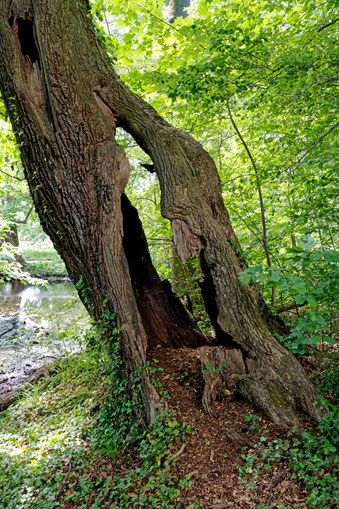 Kaakeiche im Schlosspark Wolfsburg