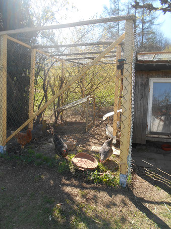 Eigene Hühner im Garten