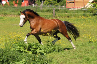 Cymbol as a 3 year old at the family Schanssema (DE)