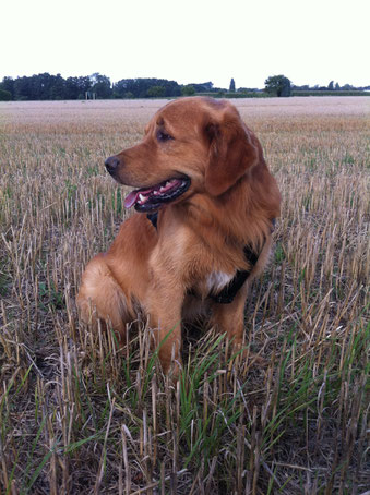 Mali, Golden-Retriever