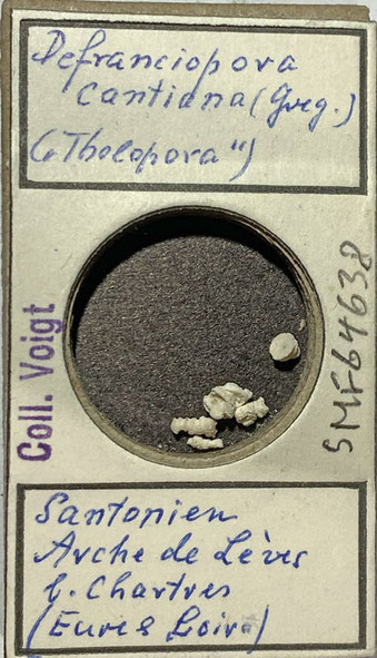 Senckenberg, Bryozoa, Bryozoen, Moostierchen, Sammlung Voigt