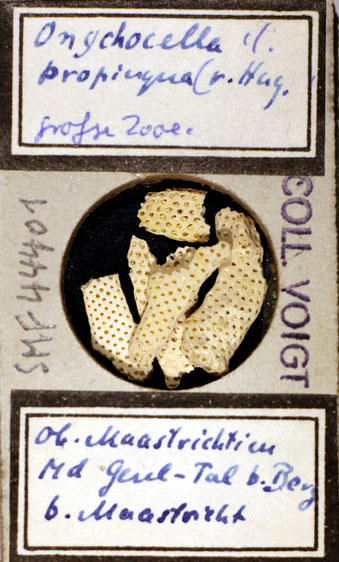 Bryozoa Art: Onychocella koninckiana (von Hagenow 1851) aus Bryozoen Sammlung Senckenberg Frankfurt,  CC BY:  Dr. Rainer Teubner