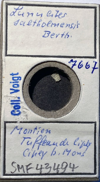 Senckenberg, Bryozoa, Bryozoen, Moostierchen, Sammlung Voigt