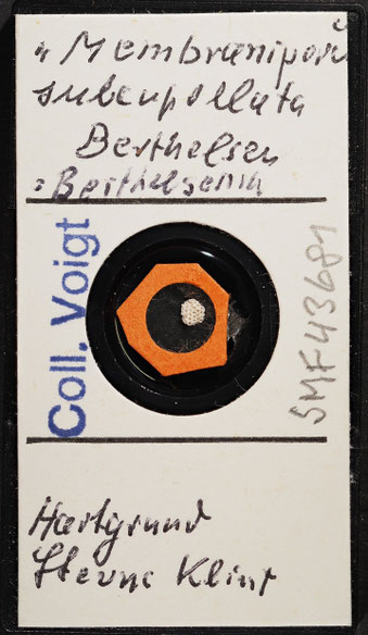 Senckenberg, Bryozoa, Bryozoen, Moostierchen, Sammlung Voigt