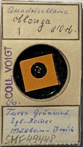 Senckenberg, Bryozoa, Bryozoen, Moostierchen, Sammlung Voigt