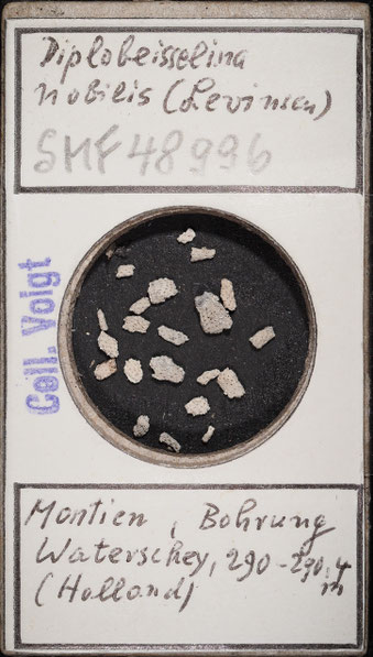 Senckenberg, Bryozoa, Bryozoen, Moostierchen, Sammlung Voigt