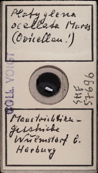 Senckenberg, Bryozoa, Bryozoen, Moostierchen, Sammlung Voigt