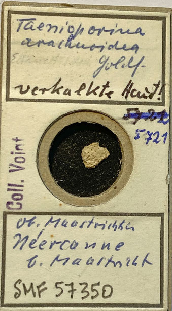 Senckenberg, Bryozoa, Bryozoen, Moostierchen, Sammlung Voigt