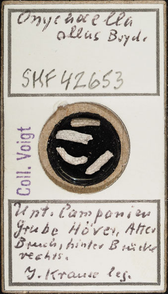 Senckenberg, Bryozoa, Bryozoen, Moostierchen, Sammlung Voigt
