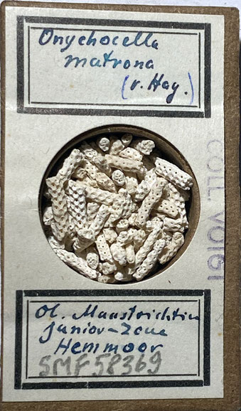 Senckenberg, Bryozoa, Bryozoen, Moostierchen, Sammlung Voigt