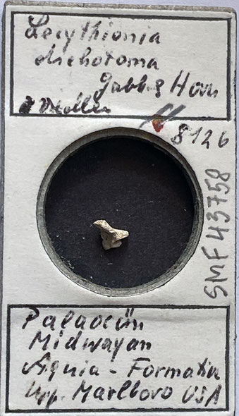 Senckenberg, Bryozoa, Bryozoen, Moostierchen, Sammlung Voigt