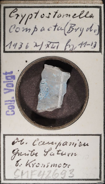 Senckenberg, Bryozoa, Bryozoen, Moostierchen, Sammlung Voigt