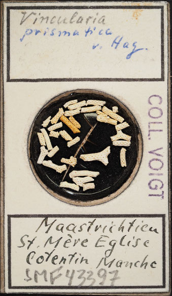 Senckenberg, Bryozoa, Bryozoen, Moostierchen, Sammlung Voigt