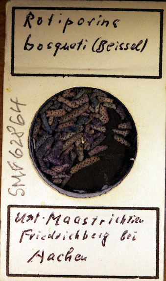 Senckenberg, Bryozoa, Bryozoen, Moostierchen, Sammlung Voigt