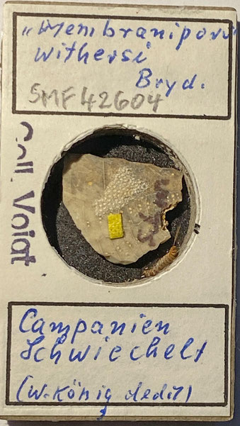 Senckenberg, Bryozoa, Bryozoen, Moostierchen, Sammlung Voigt