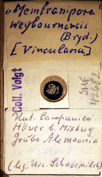 Senckenberg, Bryozoa, Bryozoen, Moostierchen, Sammlung Voigt