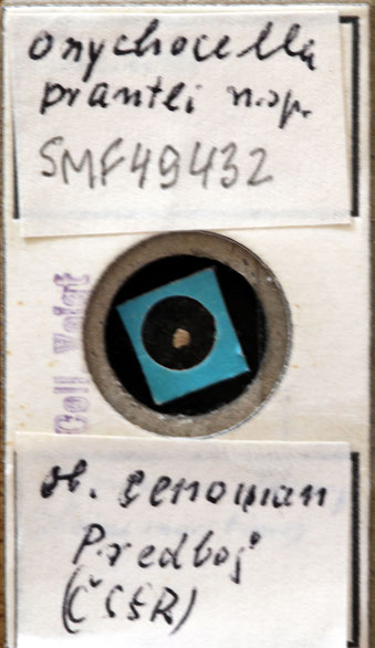 Senckenberg, Bryozoa, Bryozoen, Moostierchen, Sammlung Voigt
