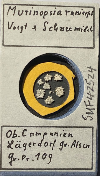 Senckenberg, Bryozoa, Bryozoen, Moostierchen, Sammlung Voigt
