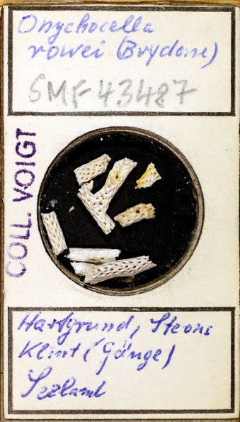 Senckenberg, Bryozoa, Bryozoen, Moostierchen, Sammlung Voigt